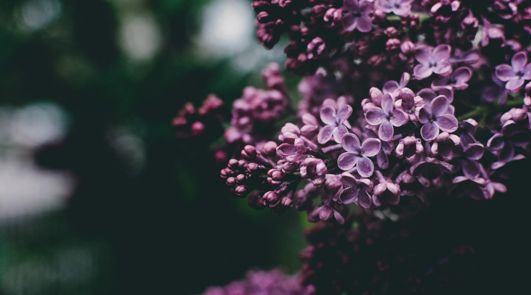 Lilacs in Trouble