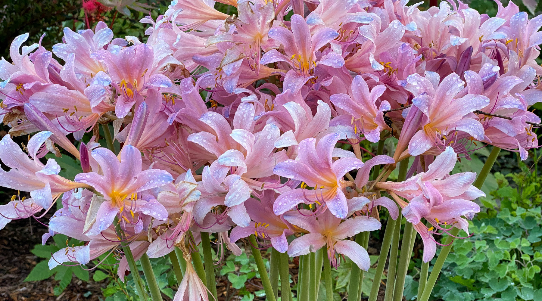 Surprise Lilies