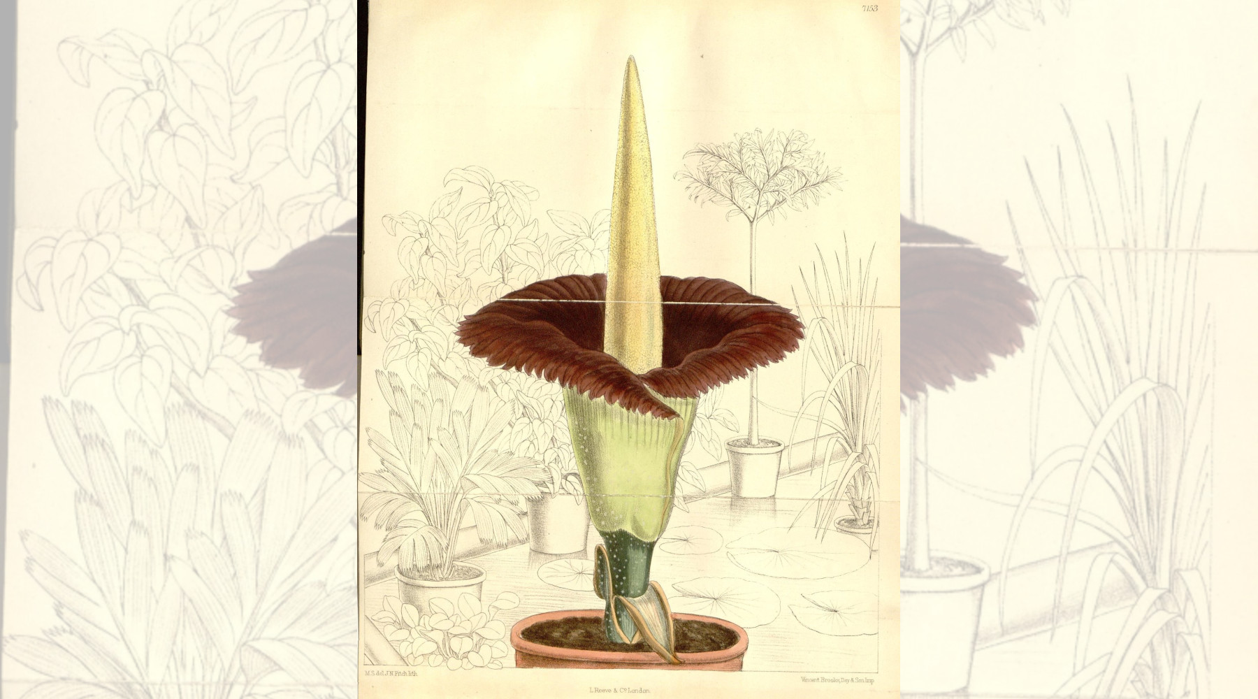 Corpse plants