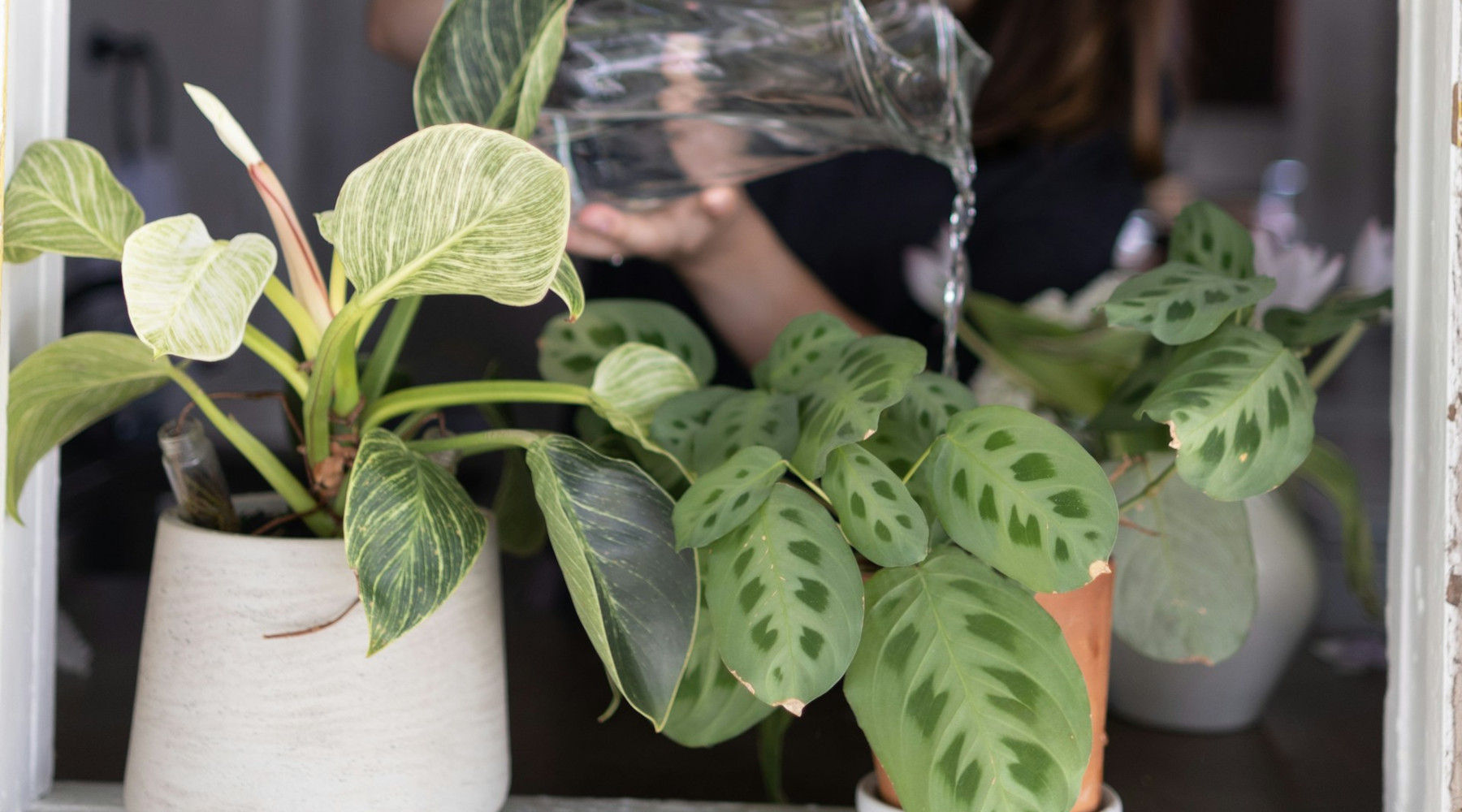 National Indoor Plant Week