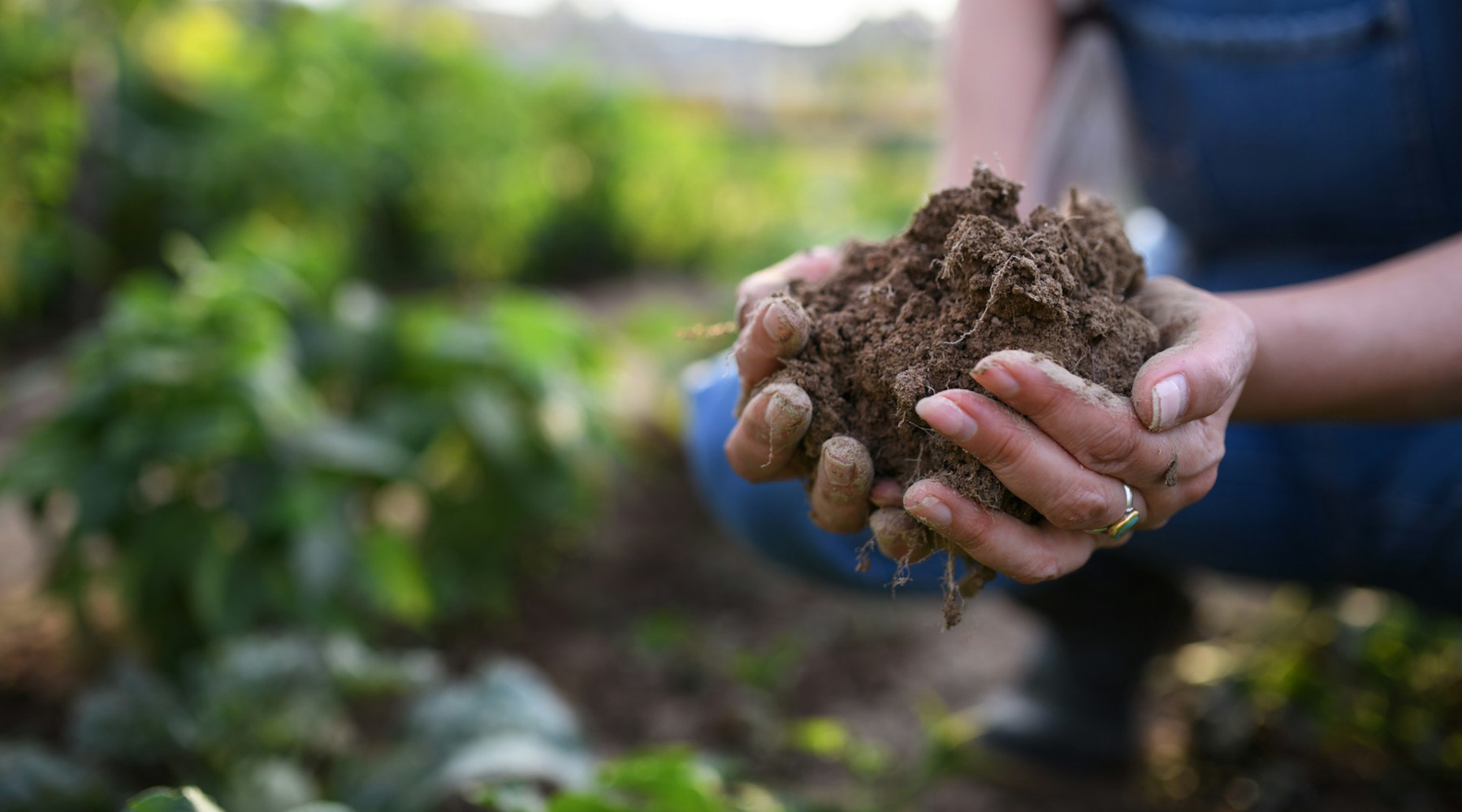 cover crops in garden