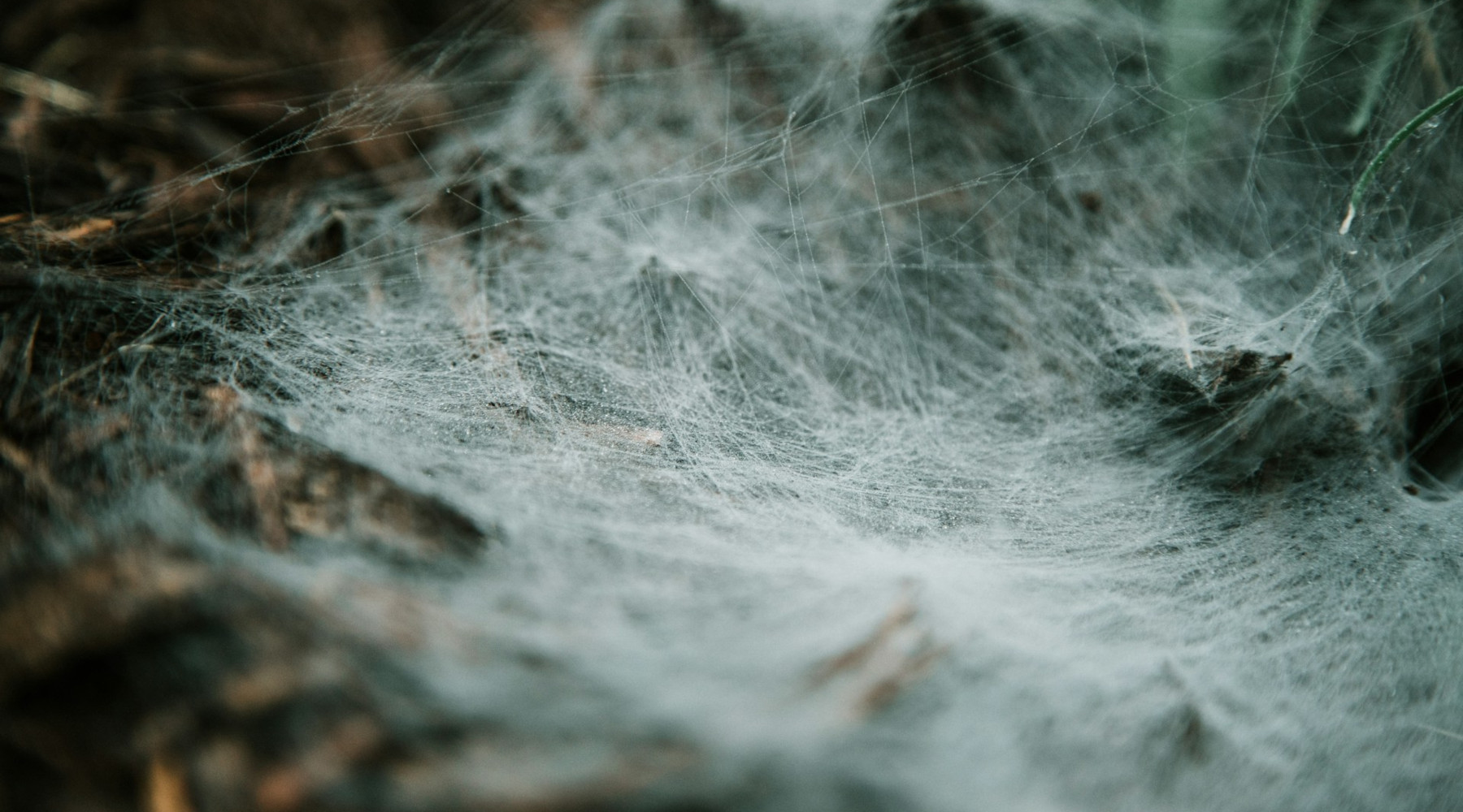 Funnel Weavers