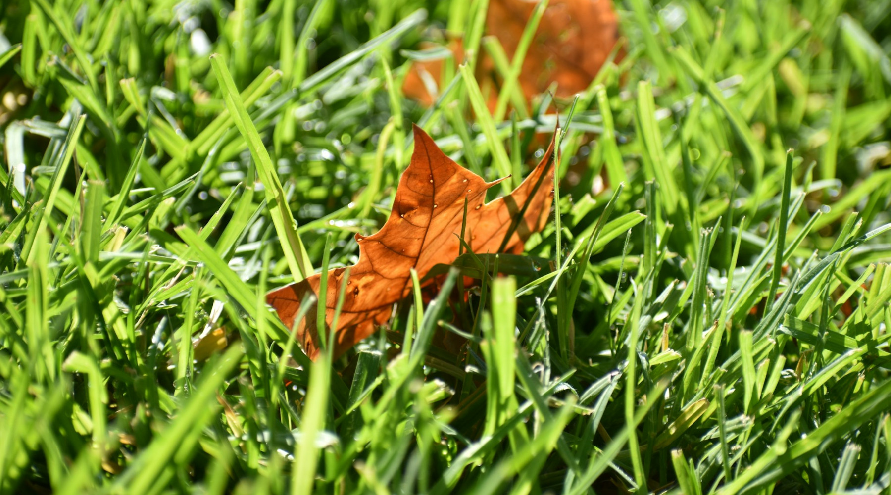 The Best Time to Improve Your Lawn