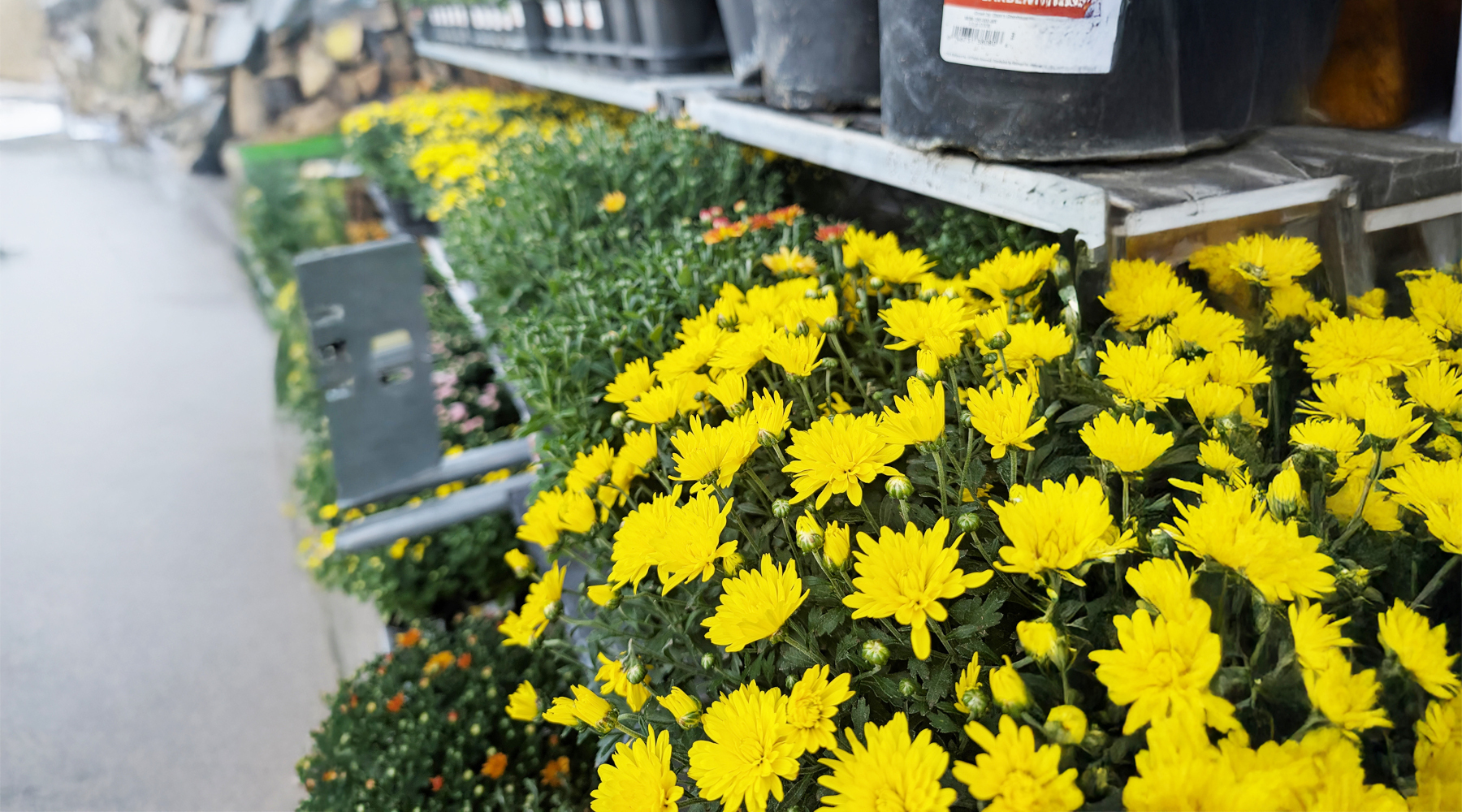 Fall Mum