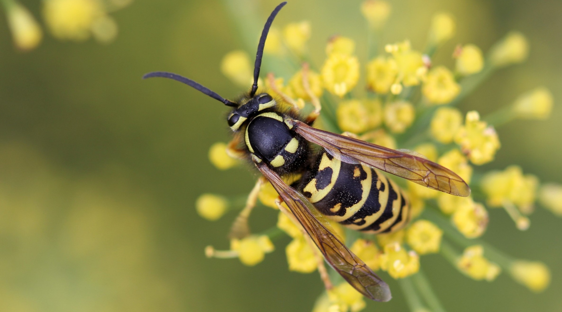 Yellow-Striped Insects