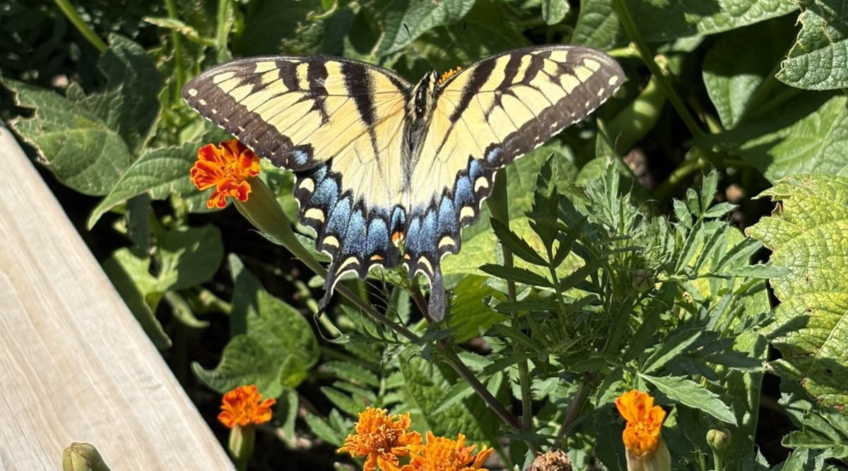 A Welcome Garden Visitor: The Swallowtail Butterfly
