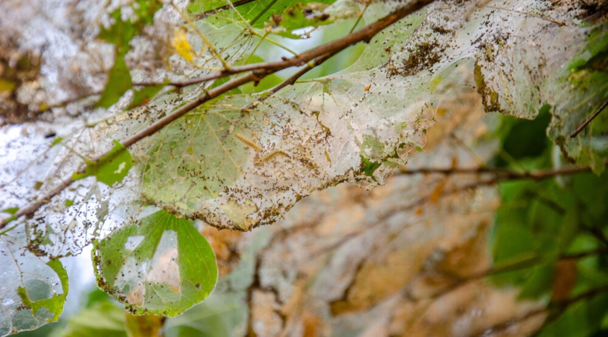 Fall Webworms