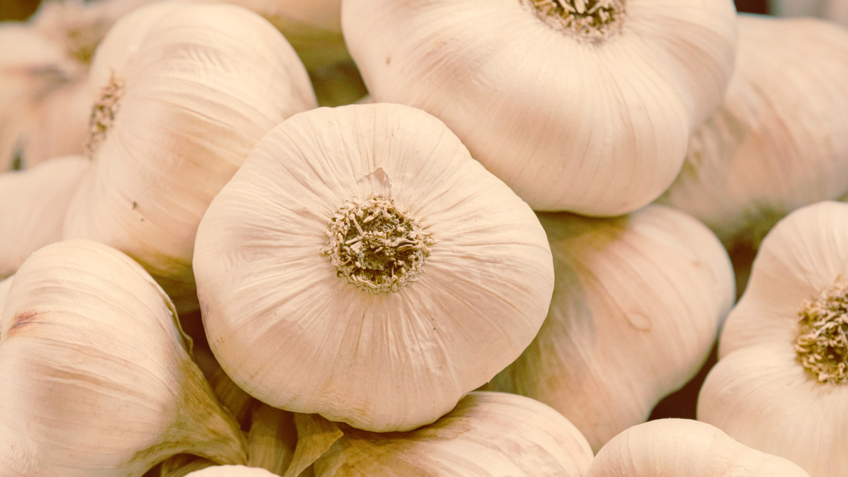 Garlic’s Long Journey From Medicine to Market