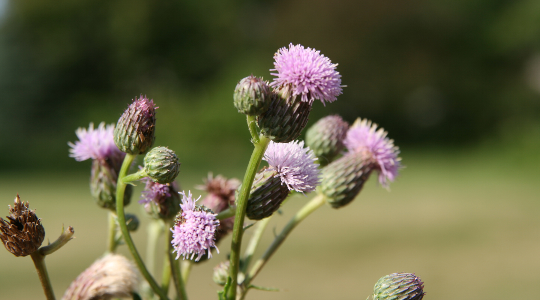 Why Weeds Are Chronic Problems
