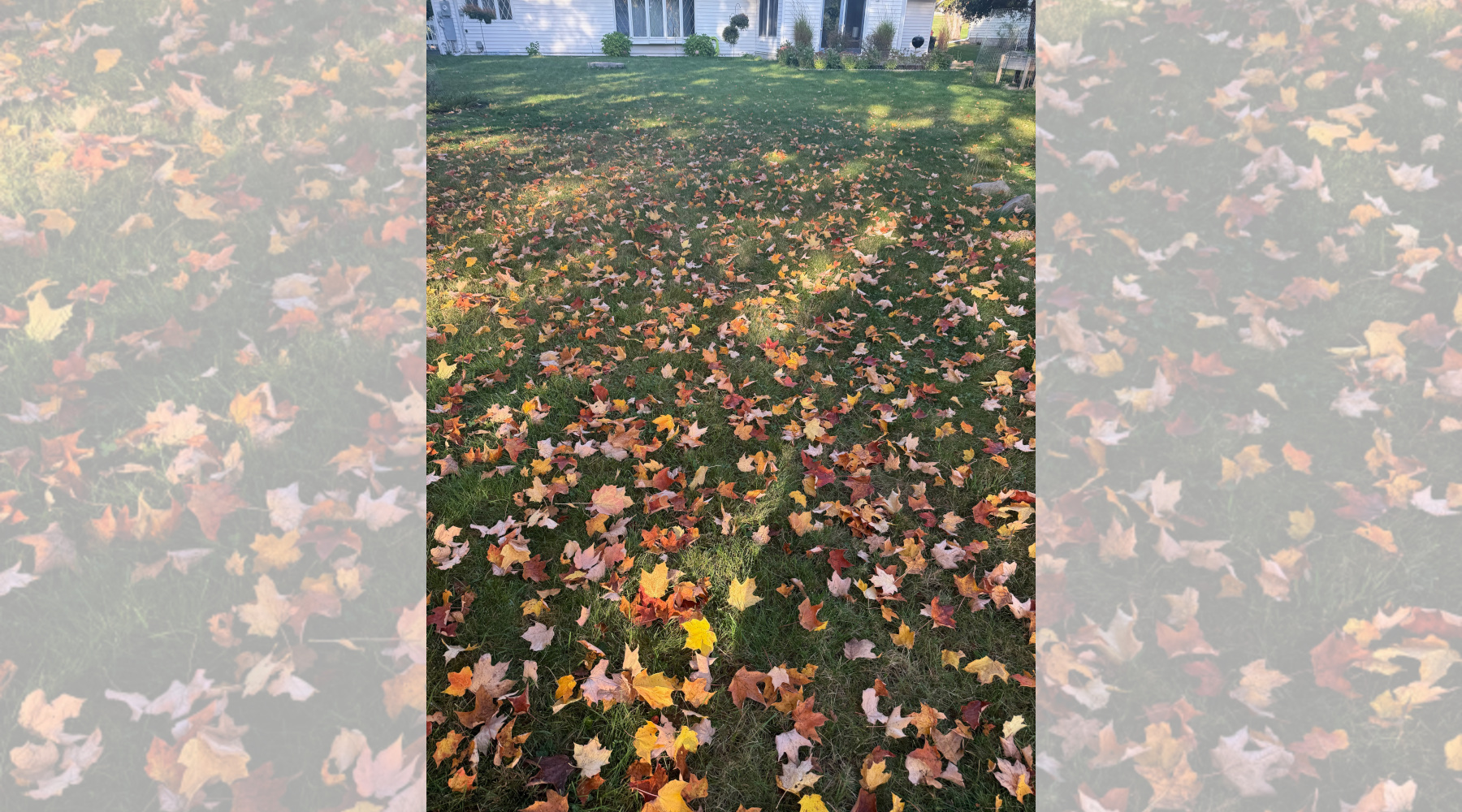 Fall Lawn Care