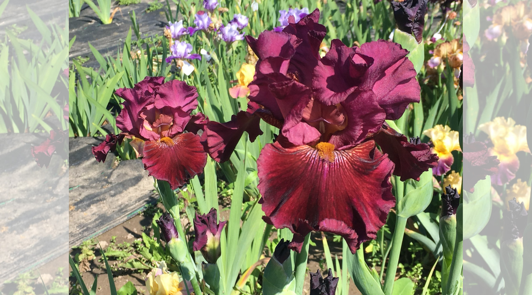 Iris of the Year