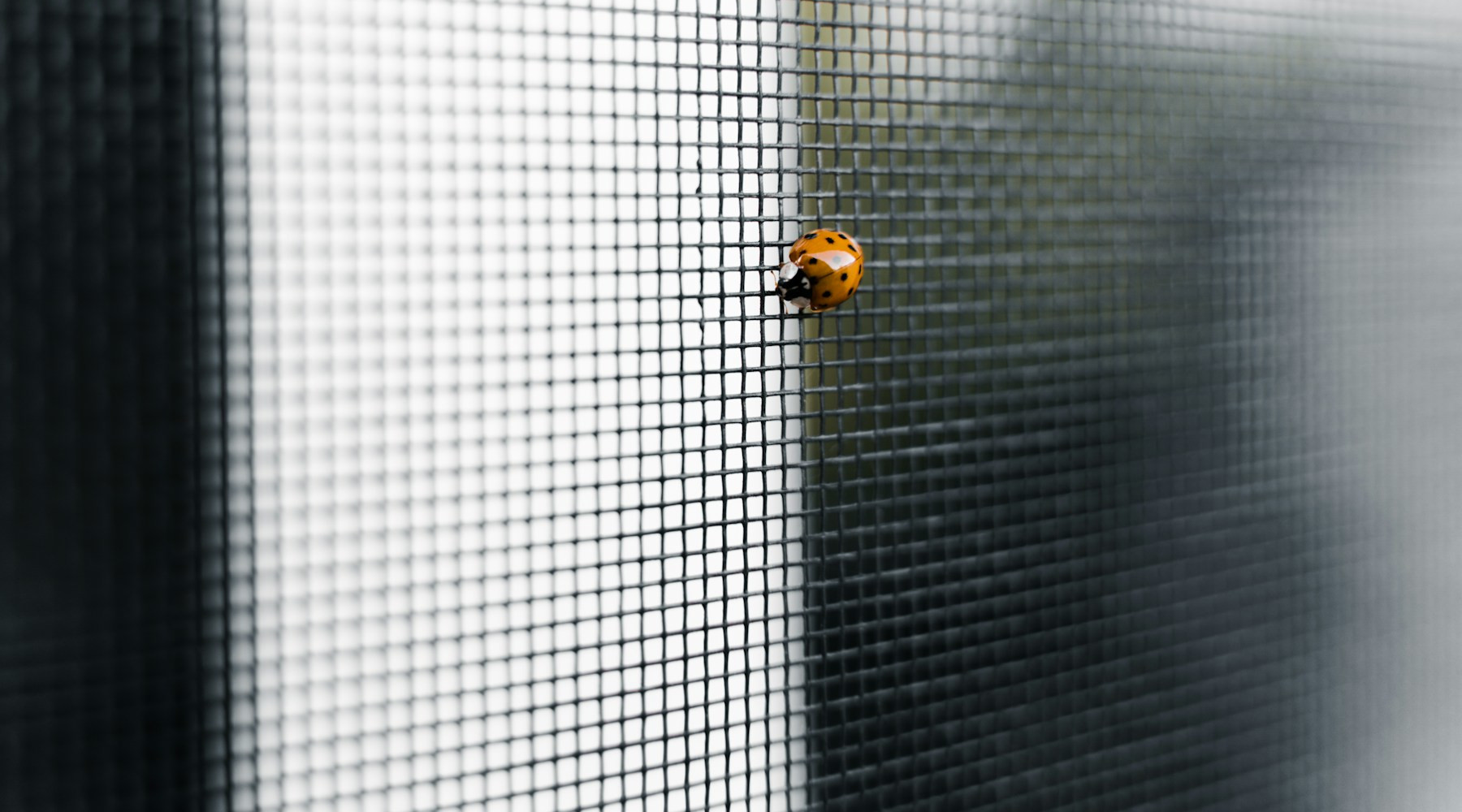 Pesky Insects Are Looking For A Place To Crash For The Winter