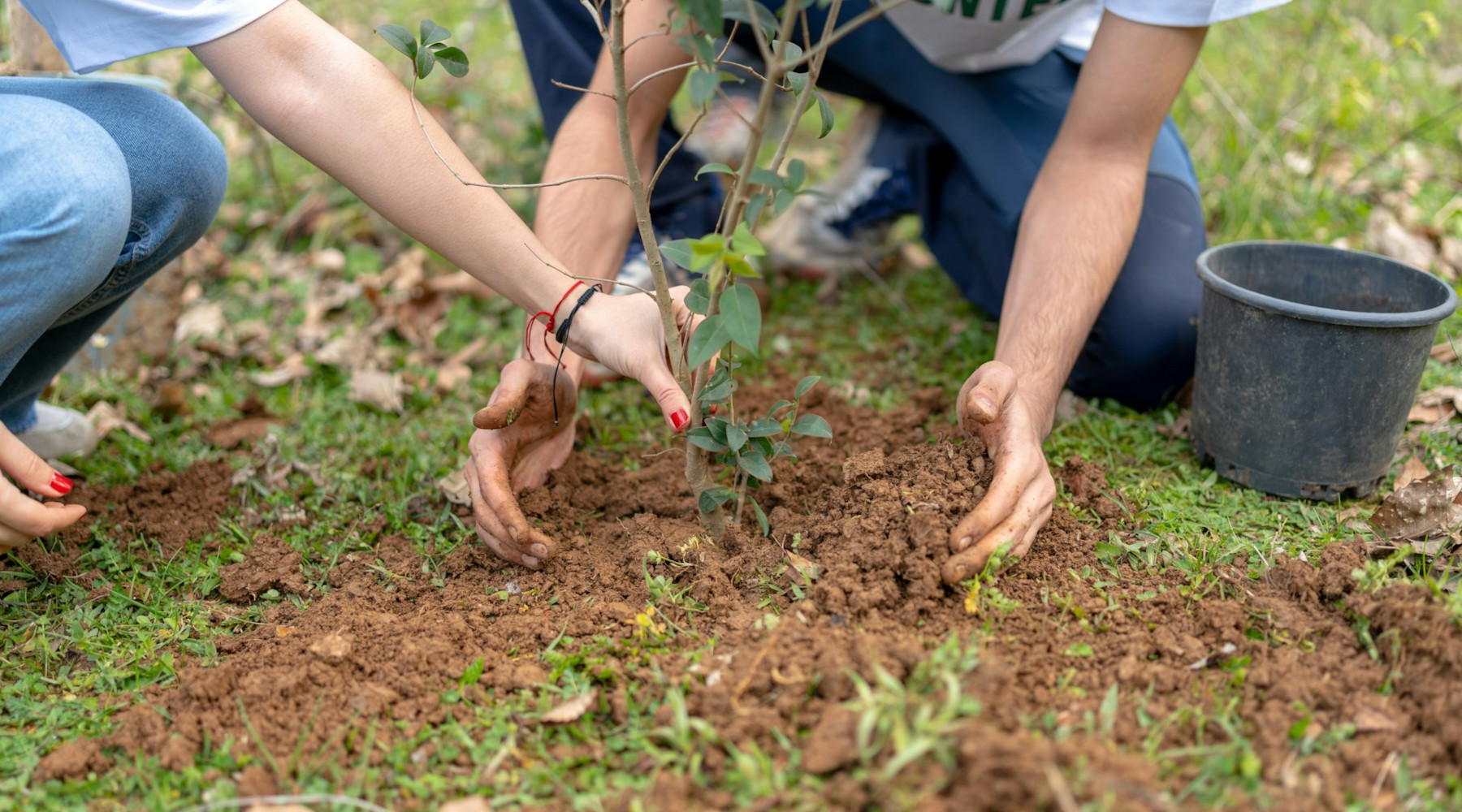 planting trees