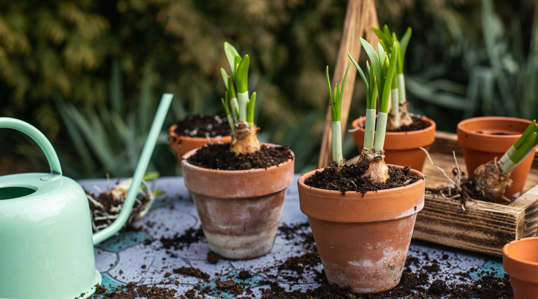 Forcing Flower Bulbs