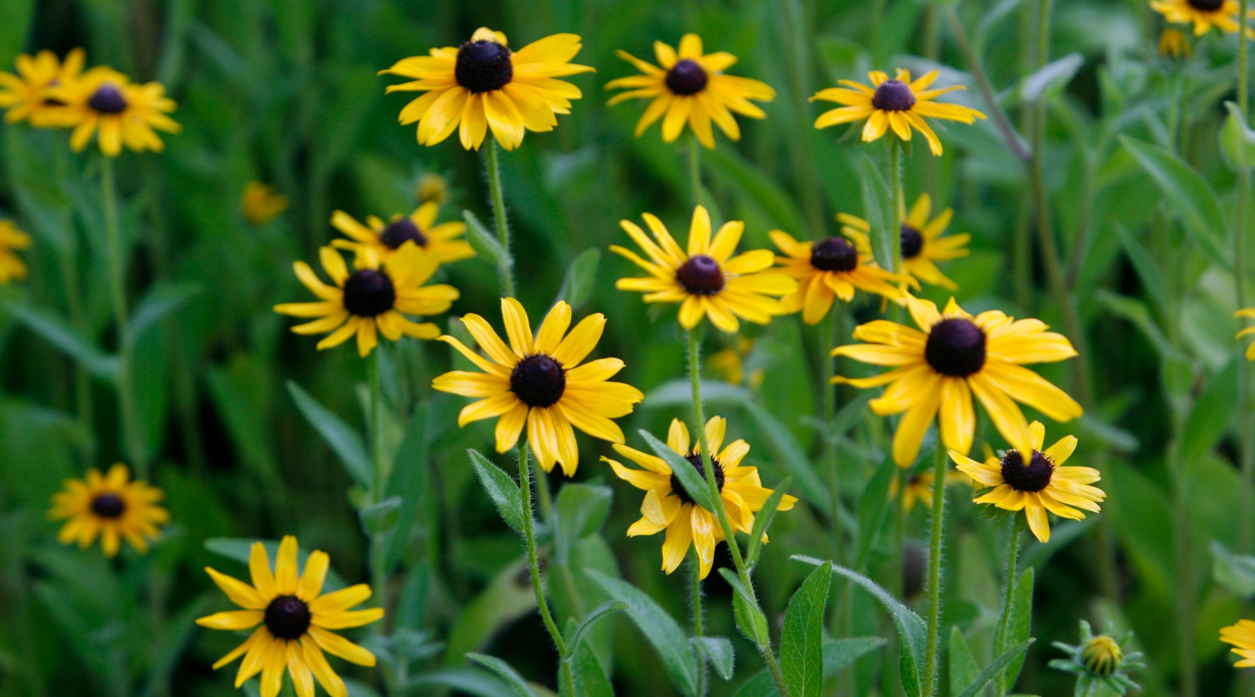 Native Prairie Garden