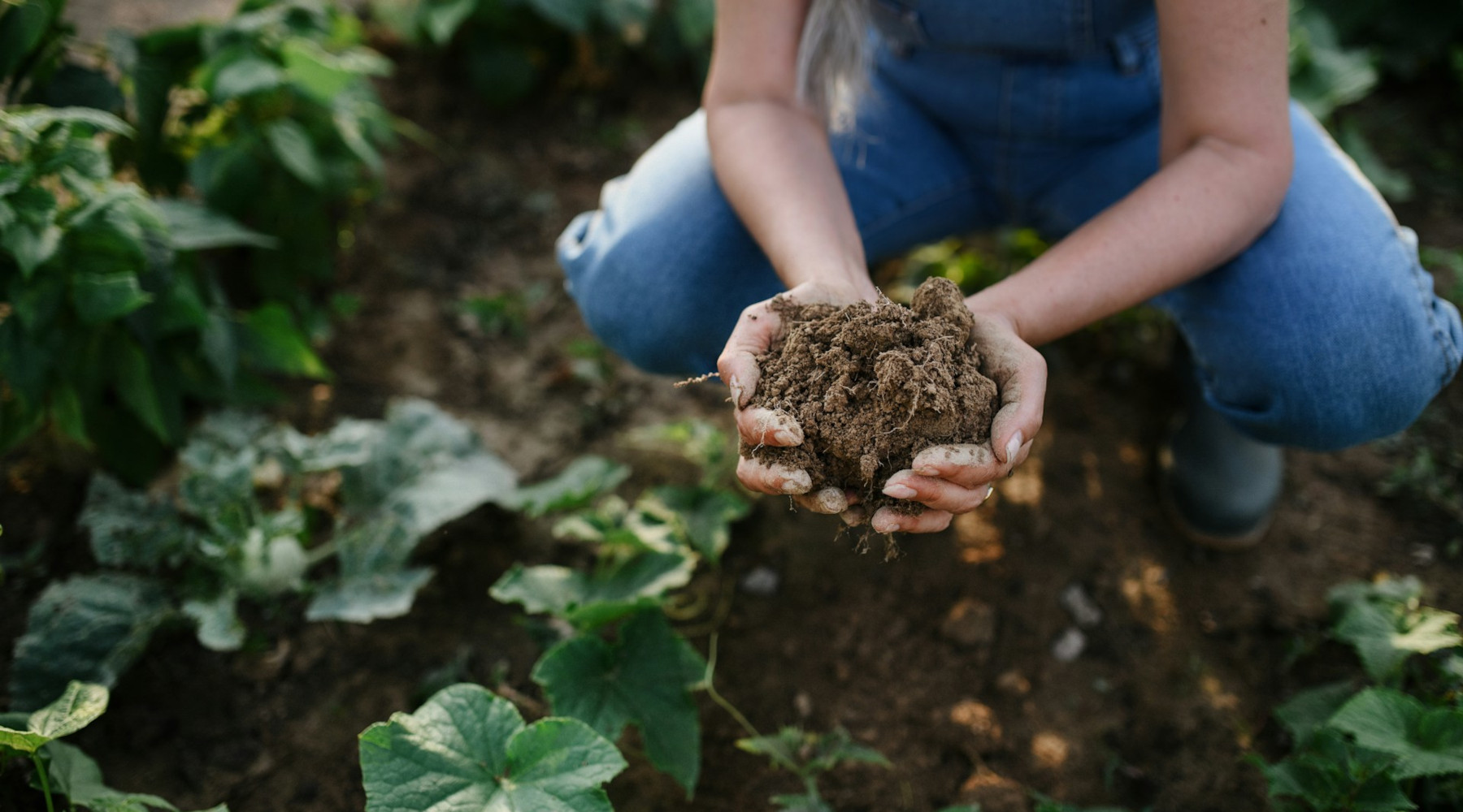 Fall Is the Best Time to Measure and Change Soil pH