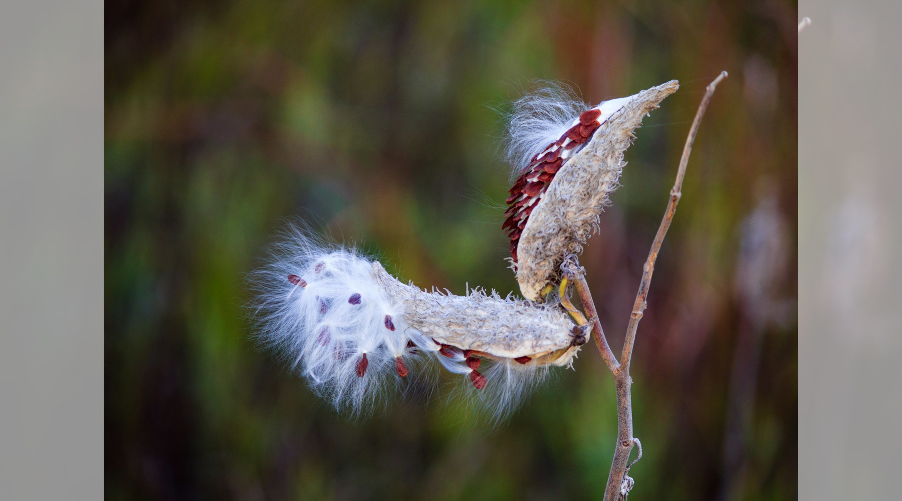 Milkweed Seed