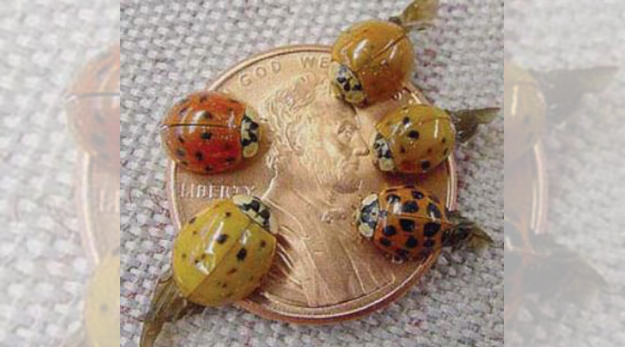 The Lady Beetles We Love to Hate