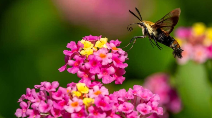 Virginia Farm Bureau