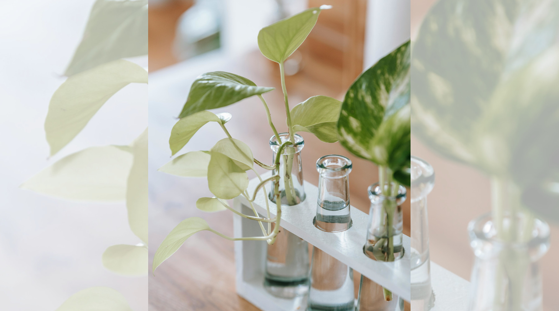 Green Thumb Indoors