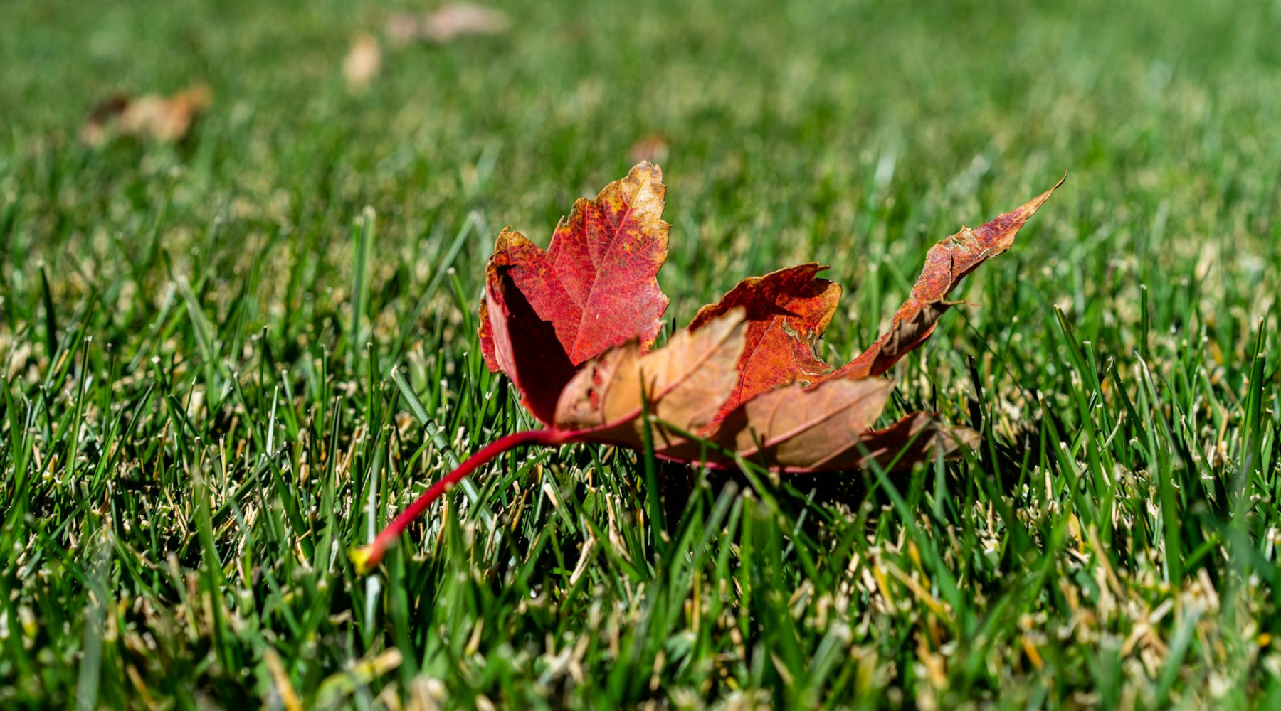 A Greener Spring Lawn Means Overseeding This Fall