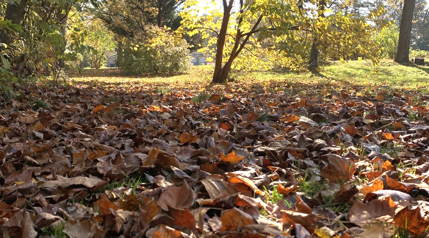 Fall Leaves