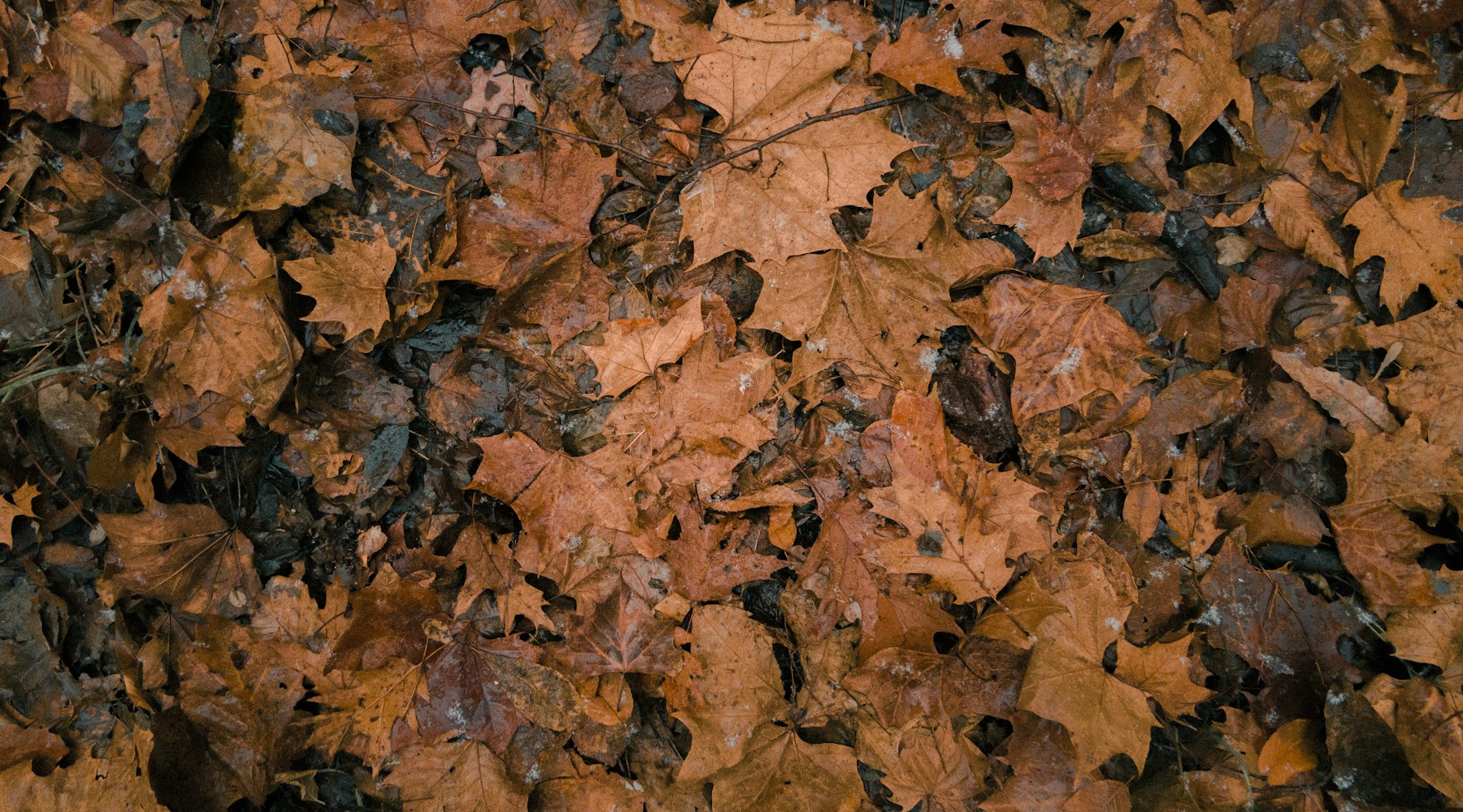 Transform Fallen Leaves Into Valuable Leaf Mold for Your Garden This Fall