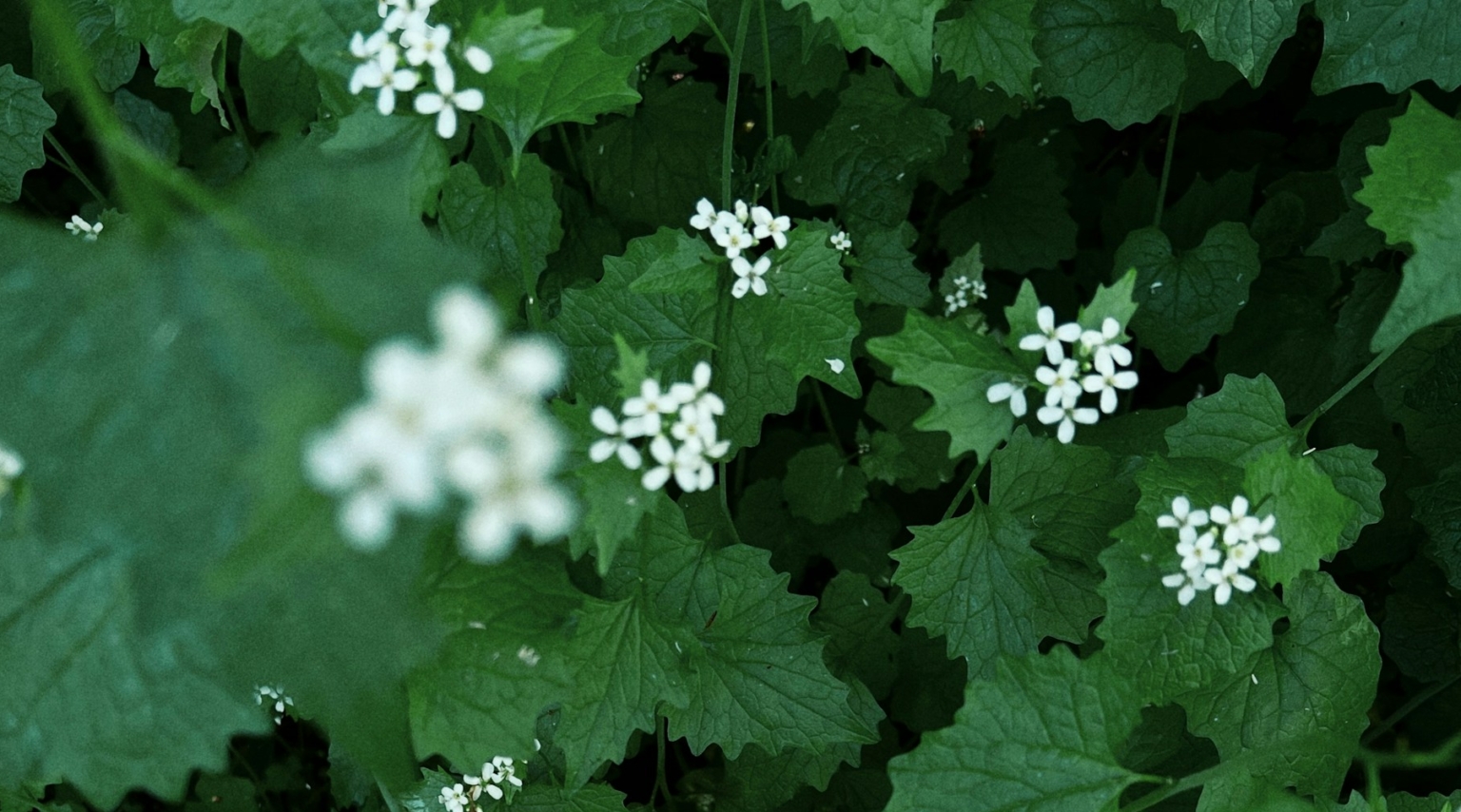 Prioritizing Invasive Plant Control