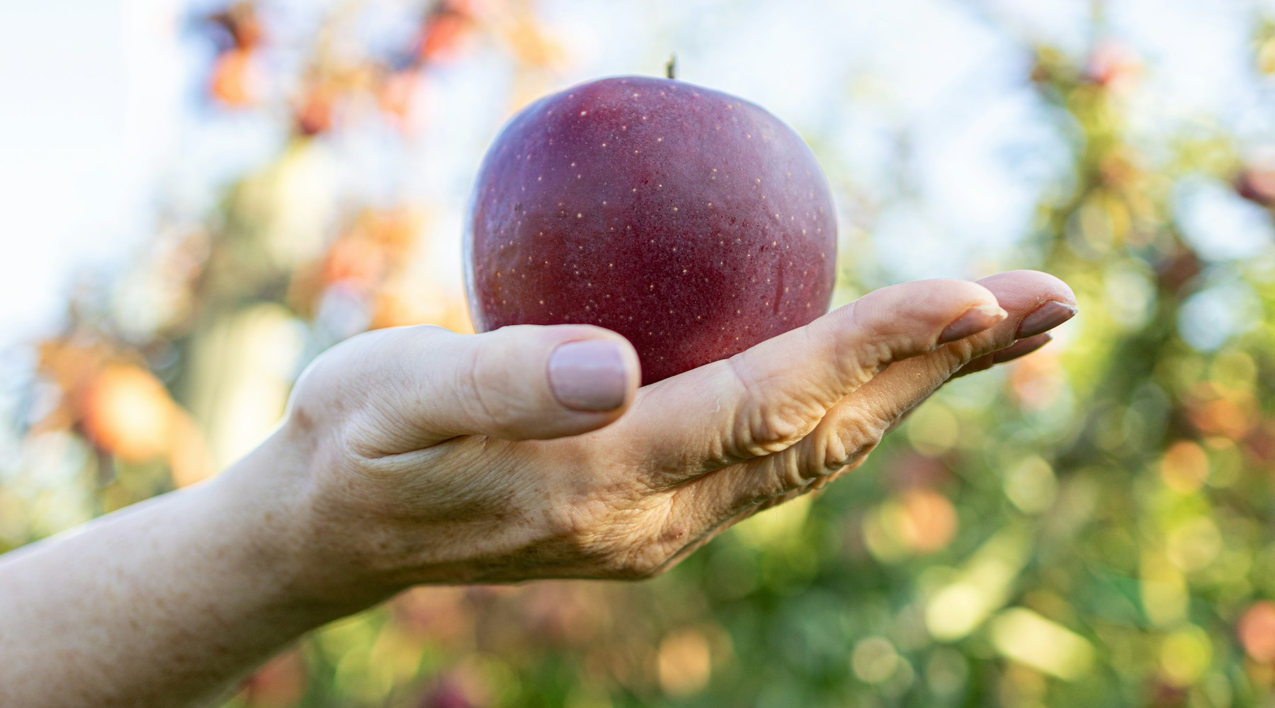 Apple Tree Identification