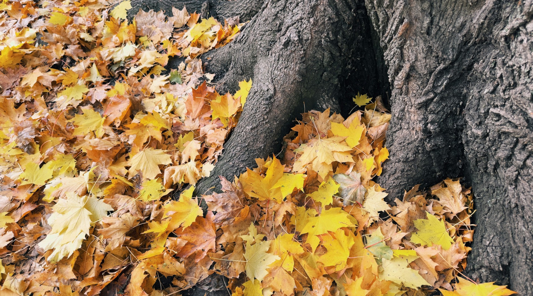 Give Caterpillars a ‘Soft Landing’ Under Your Trees