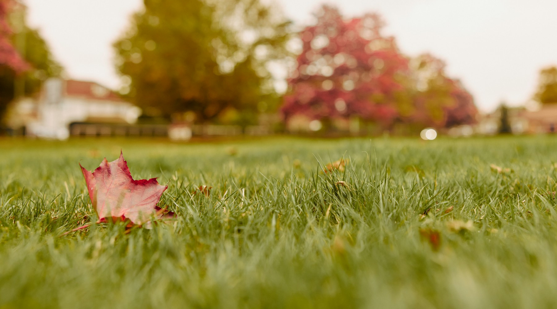 Lawn Can Benefit From November Attention