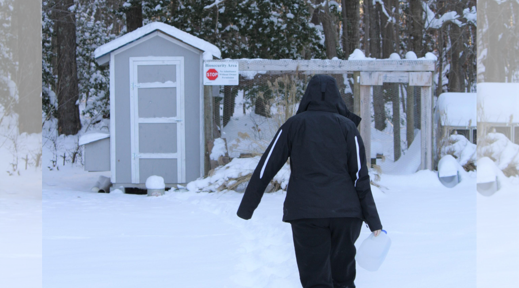 Operation Cozy Coop: Winter Prep for Happy Hens