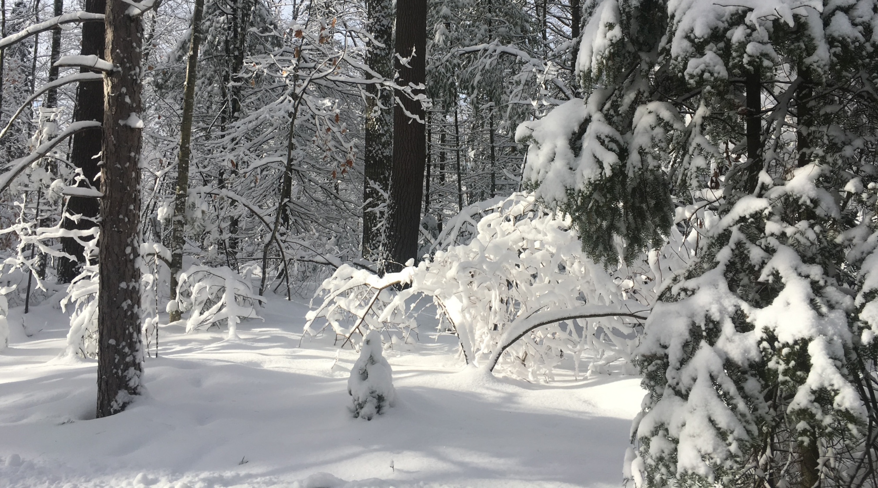snow and plants