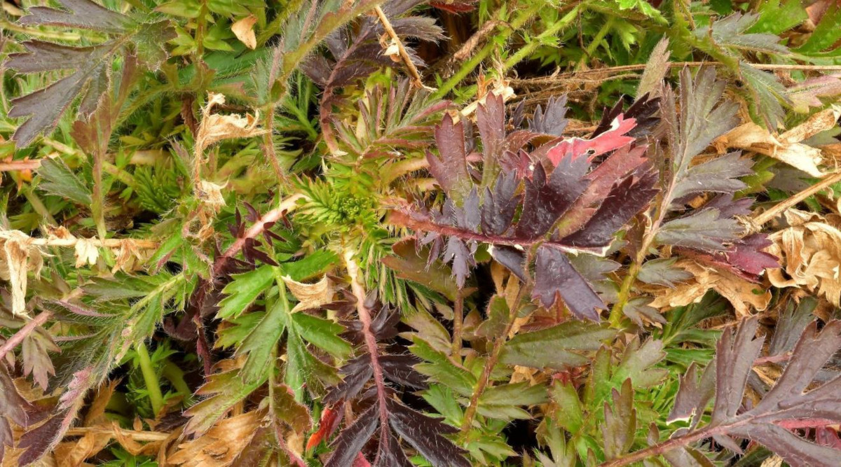 Prairie Smoke