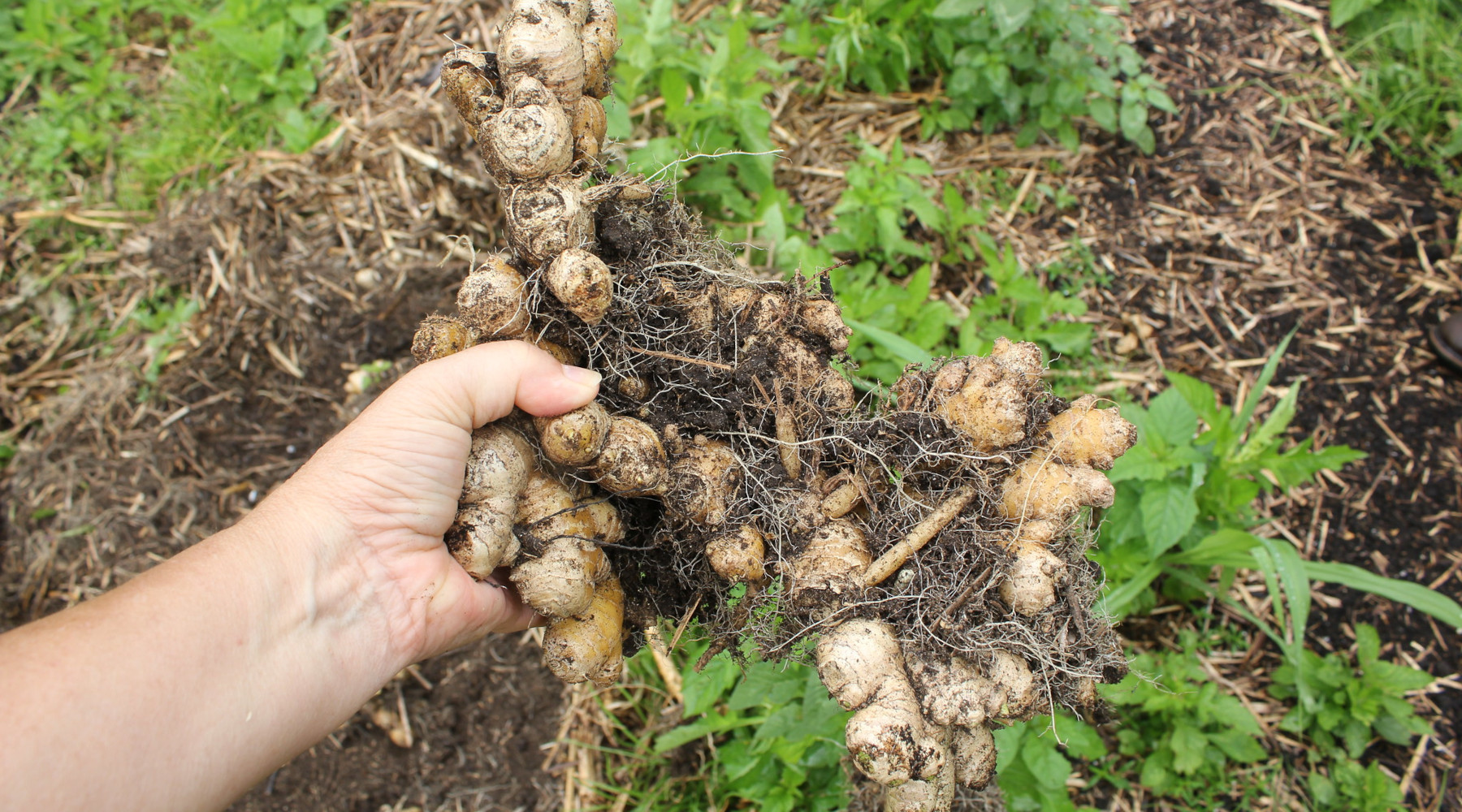 How to Grow the 2026 Herb of the Year: Turmeric