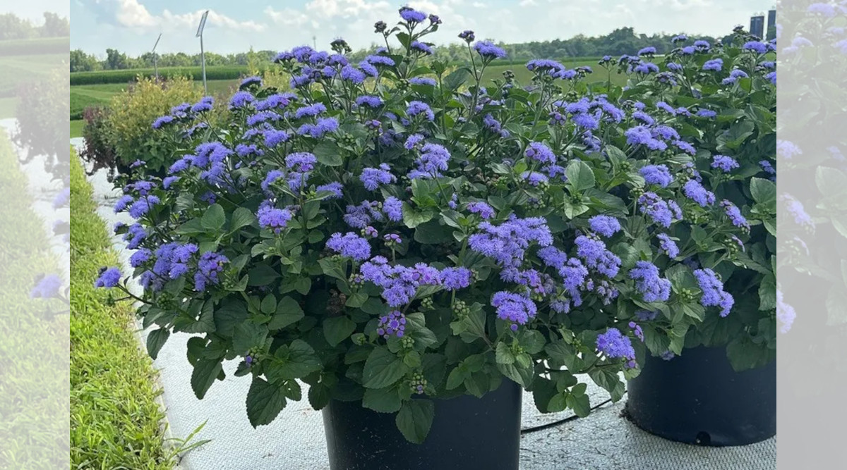 Explore the Top-Performing Annuals of 2025