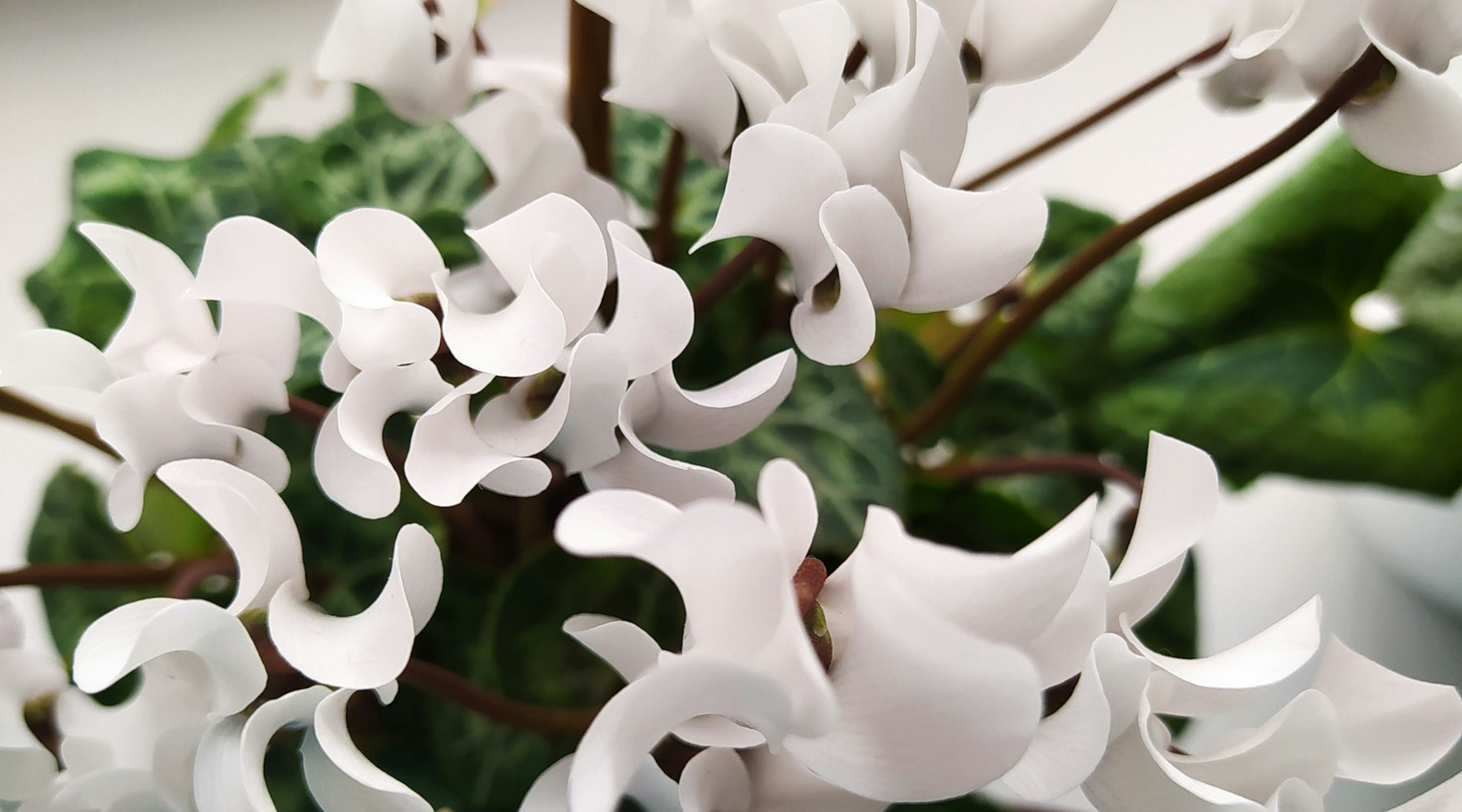 Holiday Flower