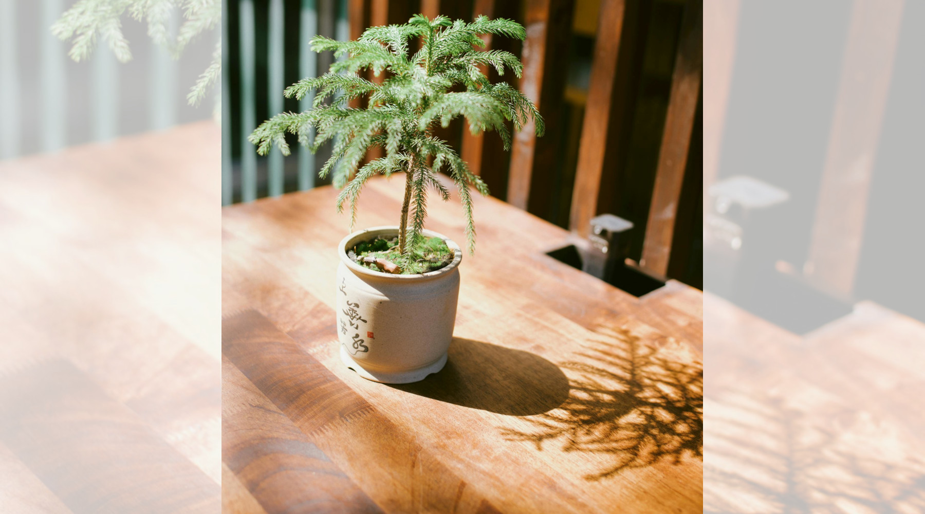 Norfolk Pine