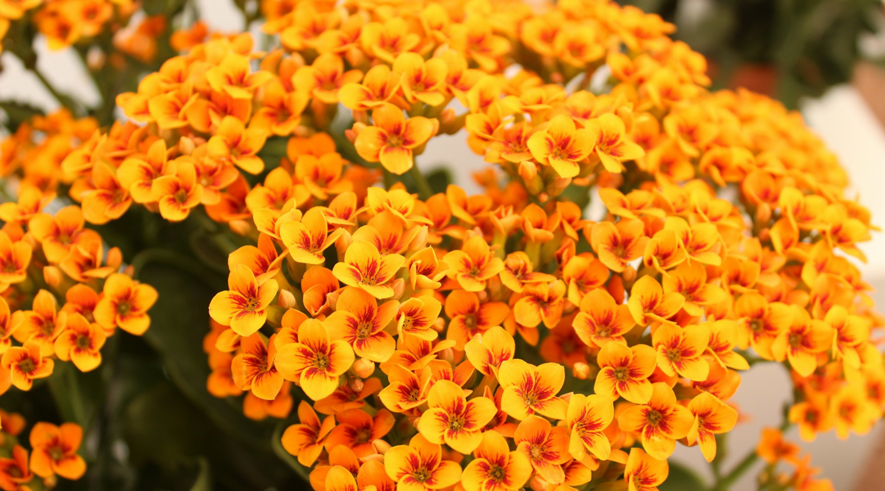 Kalanchoe