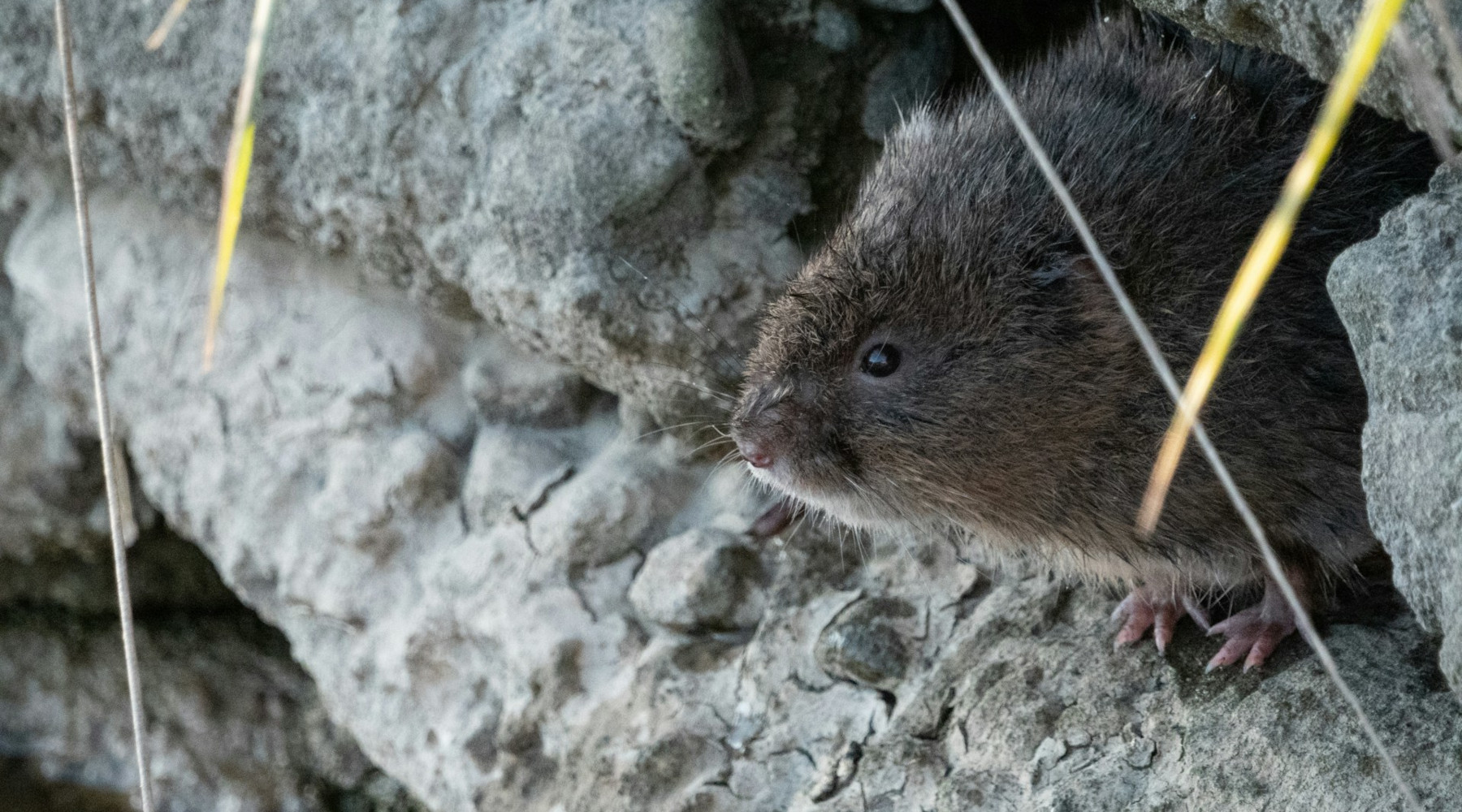 Protect Your Trees and Yard from Winter Vole Damage