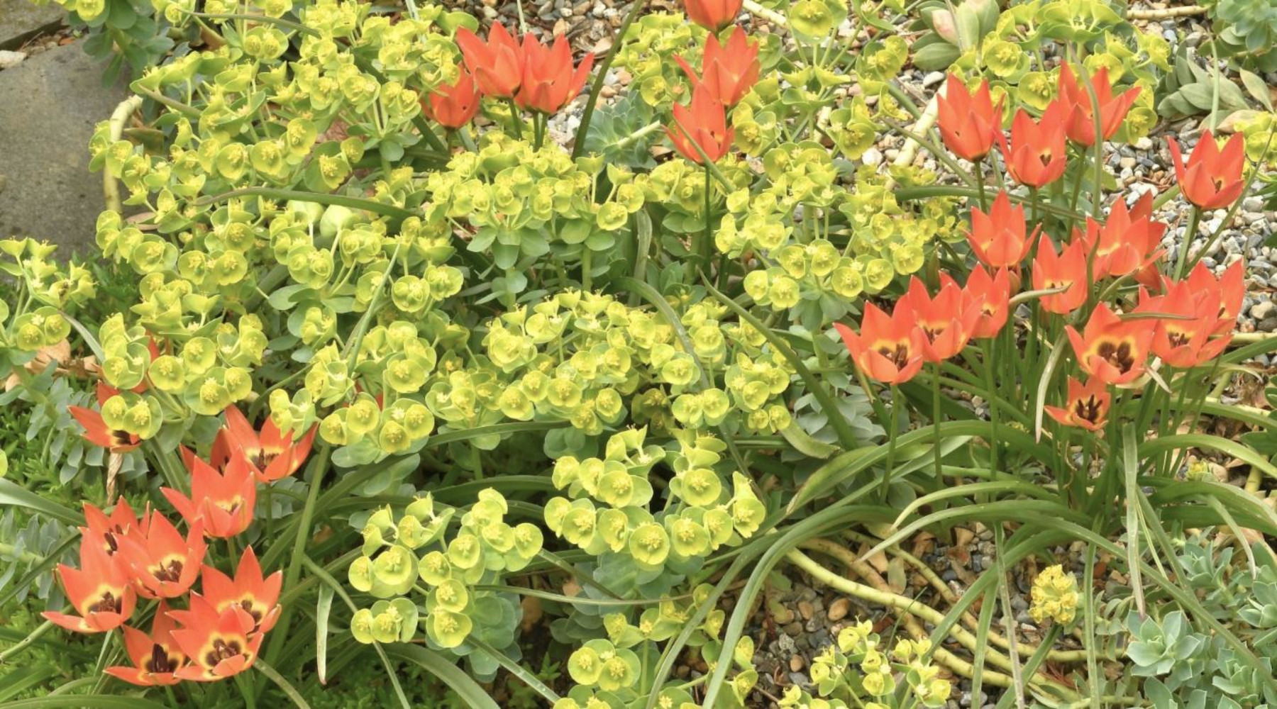 Donkey Tail Spurge