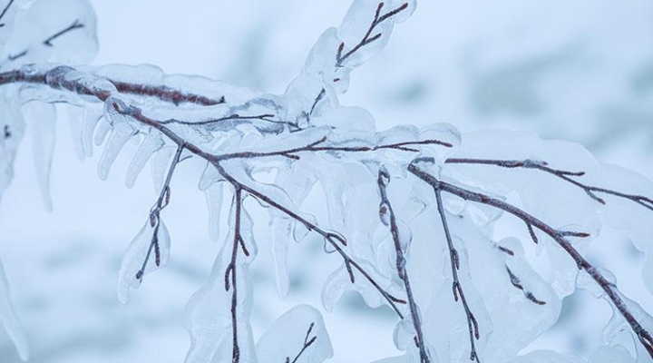 Winter Care of Ornamentals