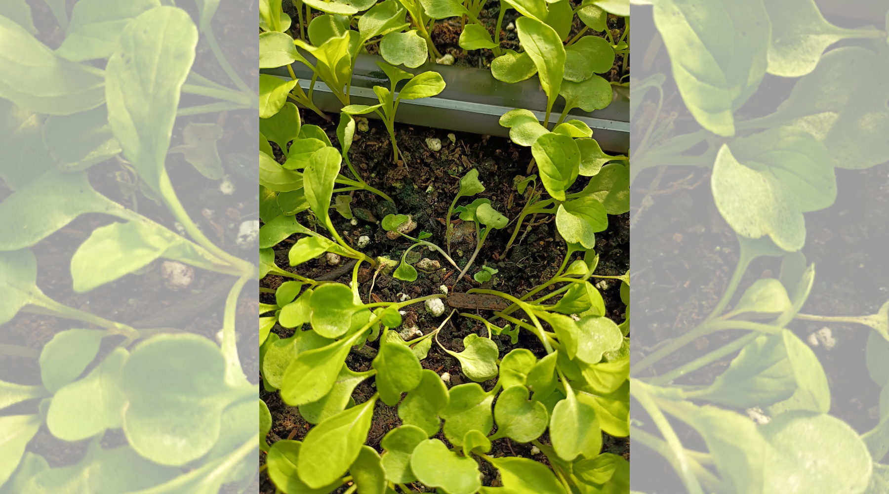 Safeguard Your Seedlings From Damping-off