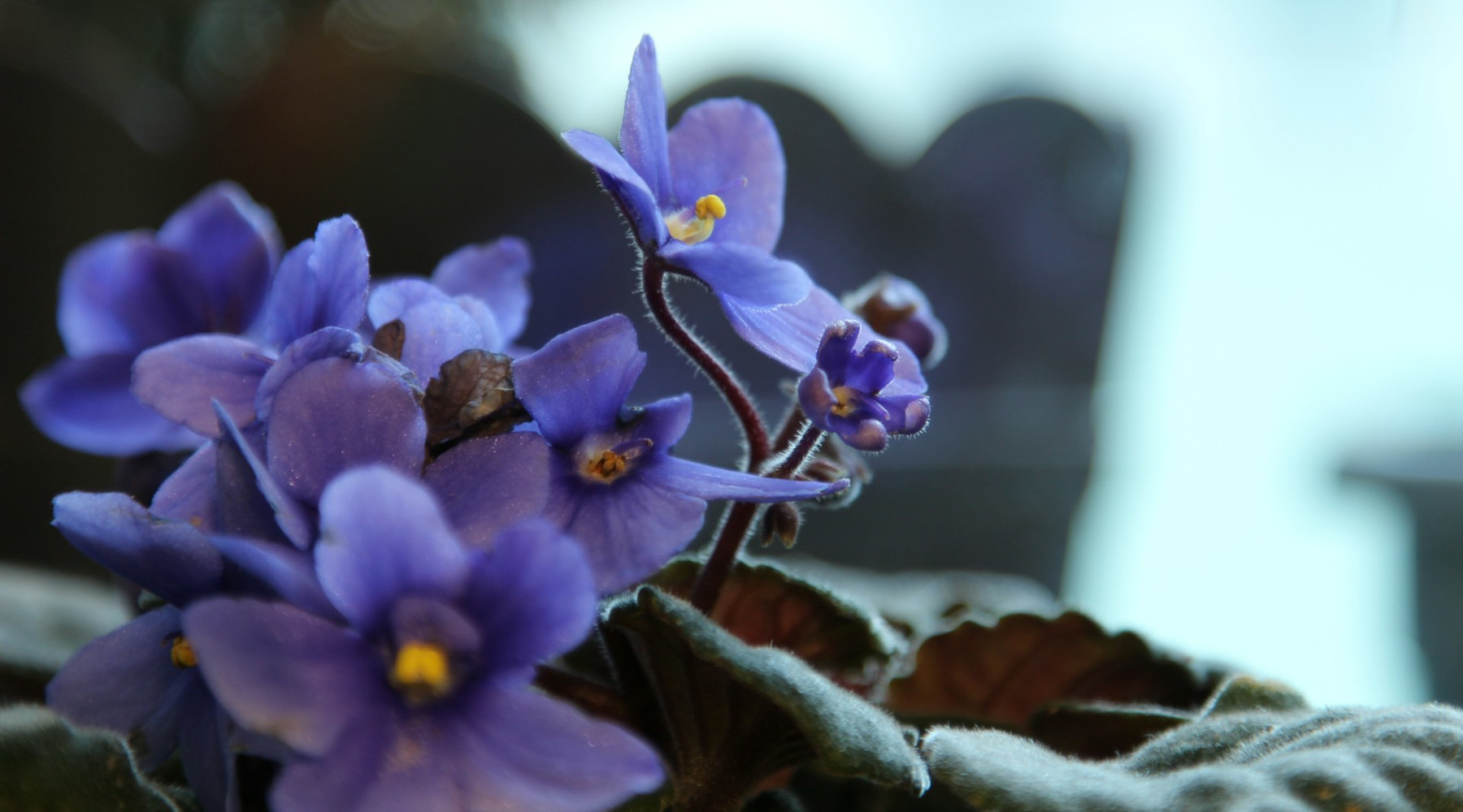 African Violets Bring Winter Color Indoors With Proper Care