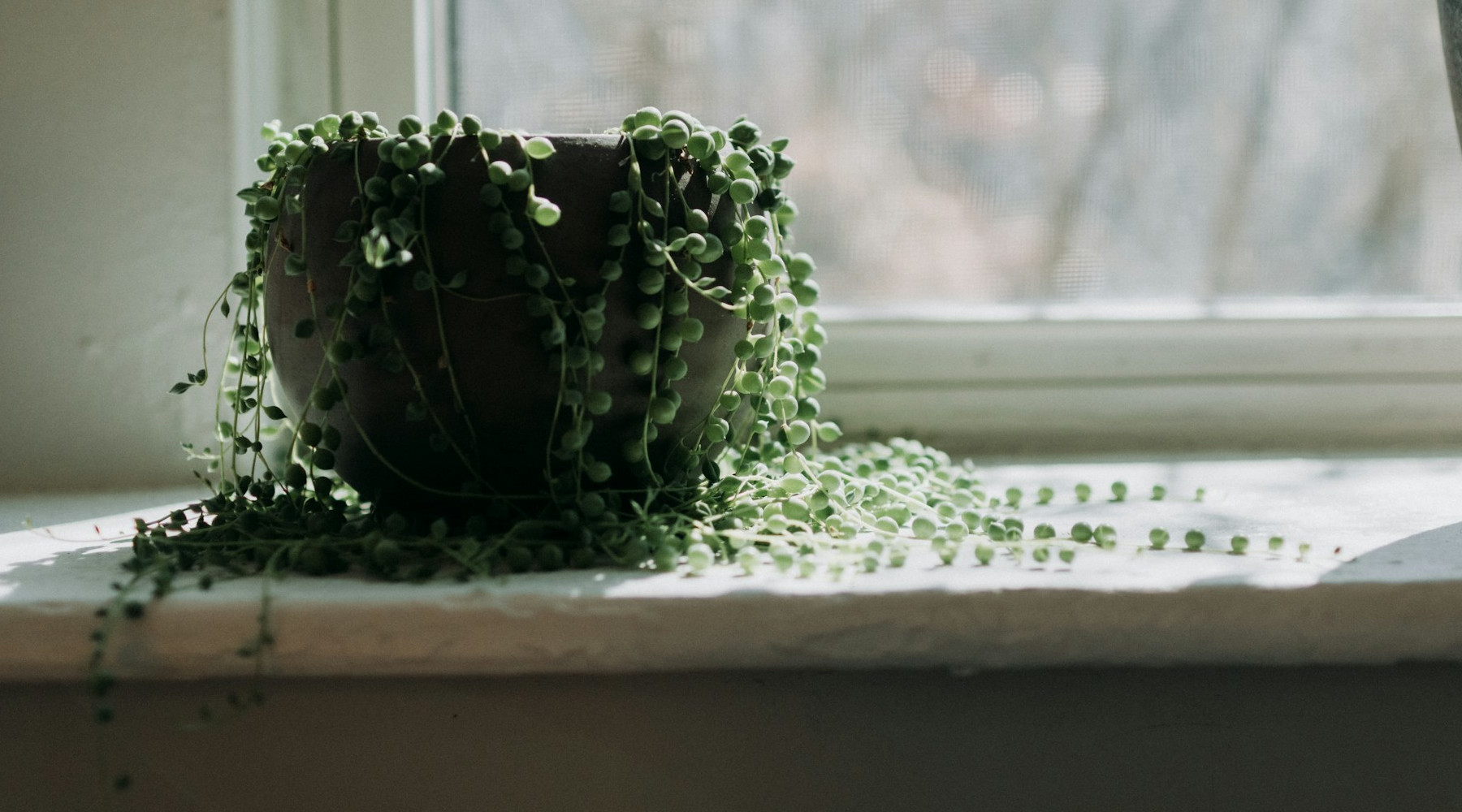 Meet the Succulents That Look Like Dolphins and Hearts