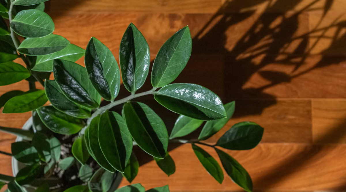 zz plant