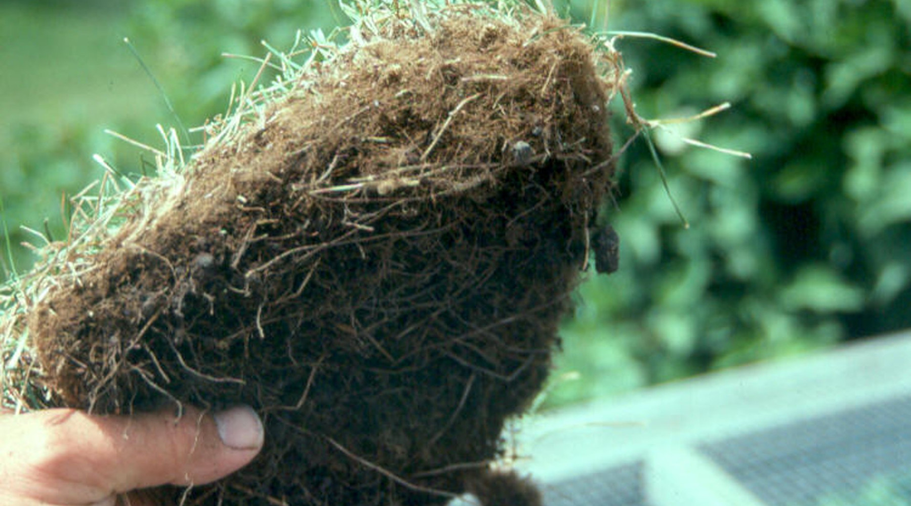 Thatch
