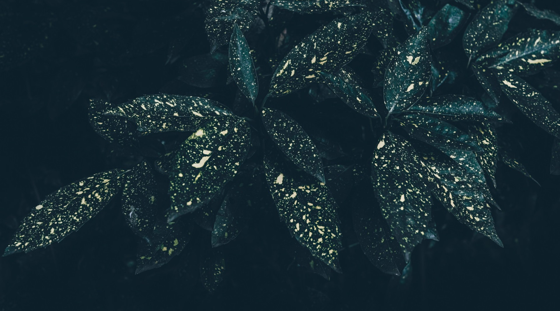 Oklahoma Proven Japanese Aucuba/Japanese Laurel