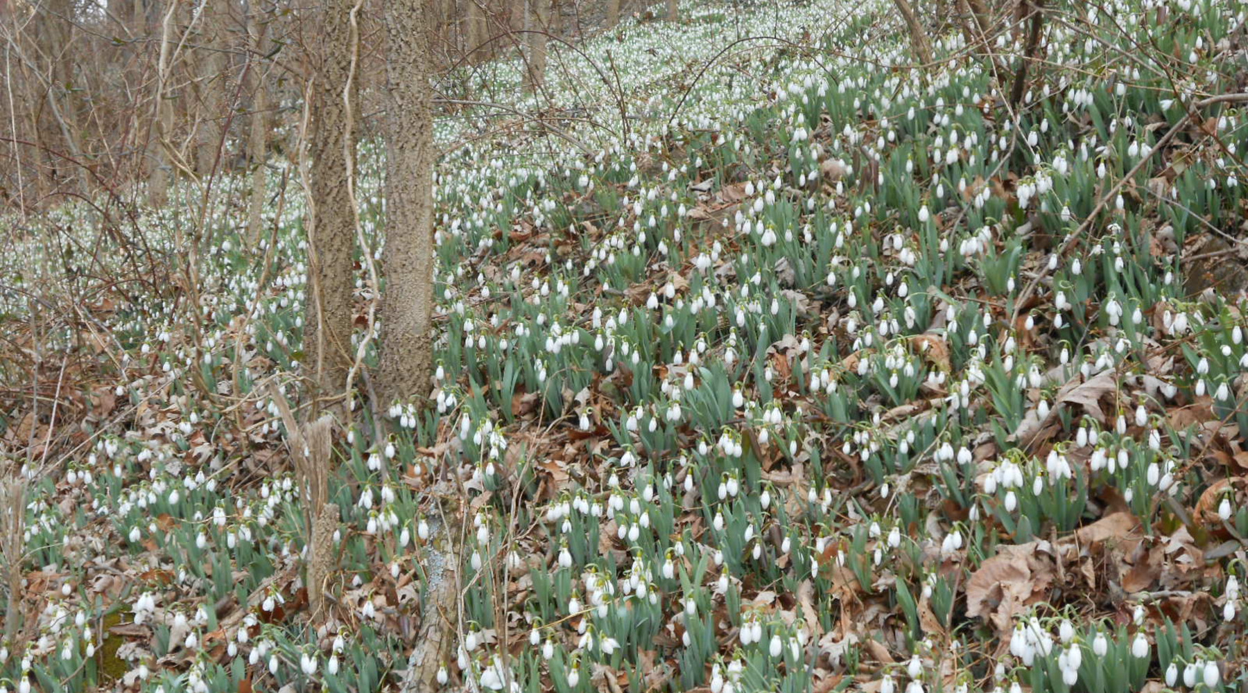 Early Flowering Bulbs