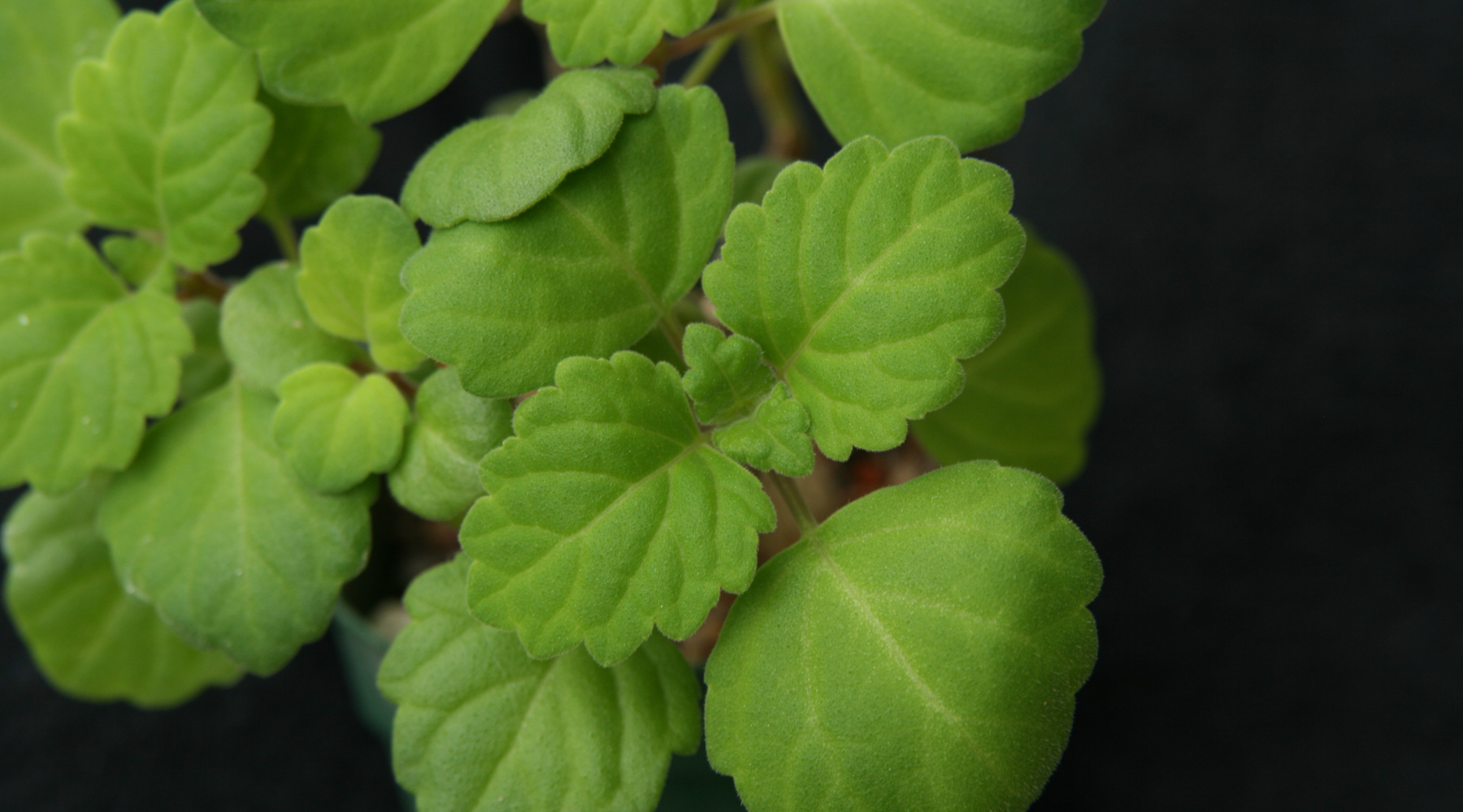 Essentials of Green Growing Plants